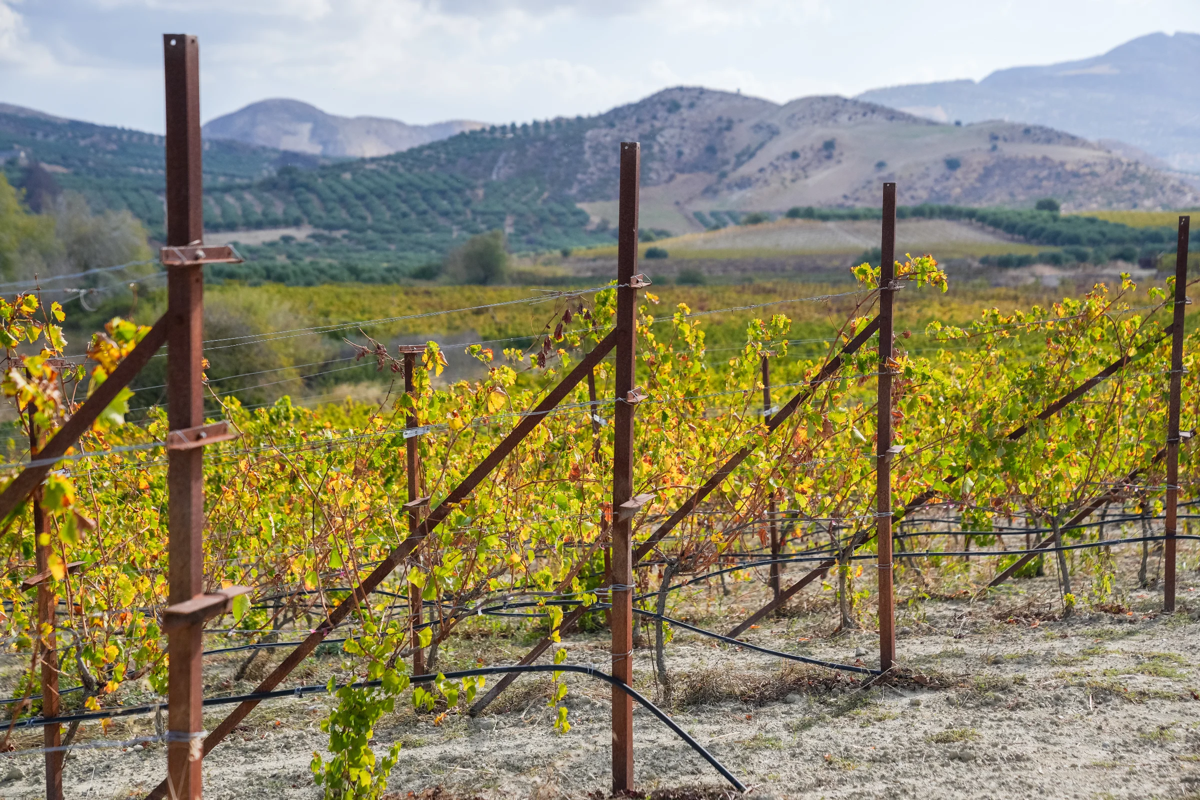 Cretan Red Wine: The Grapes, the Blends and What the Label Hides