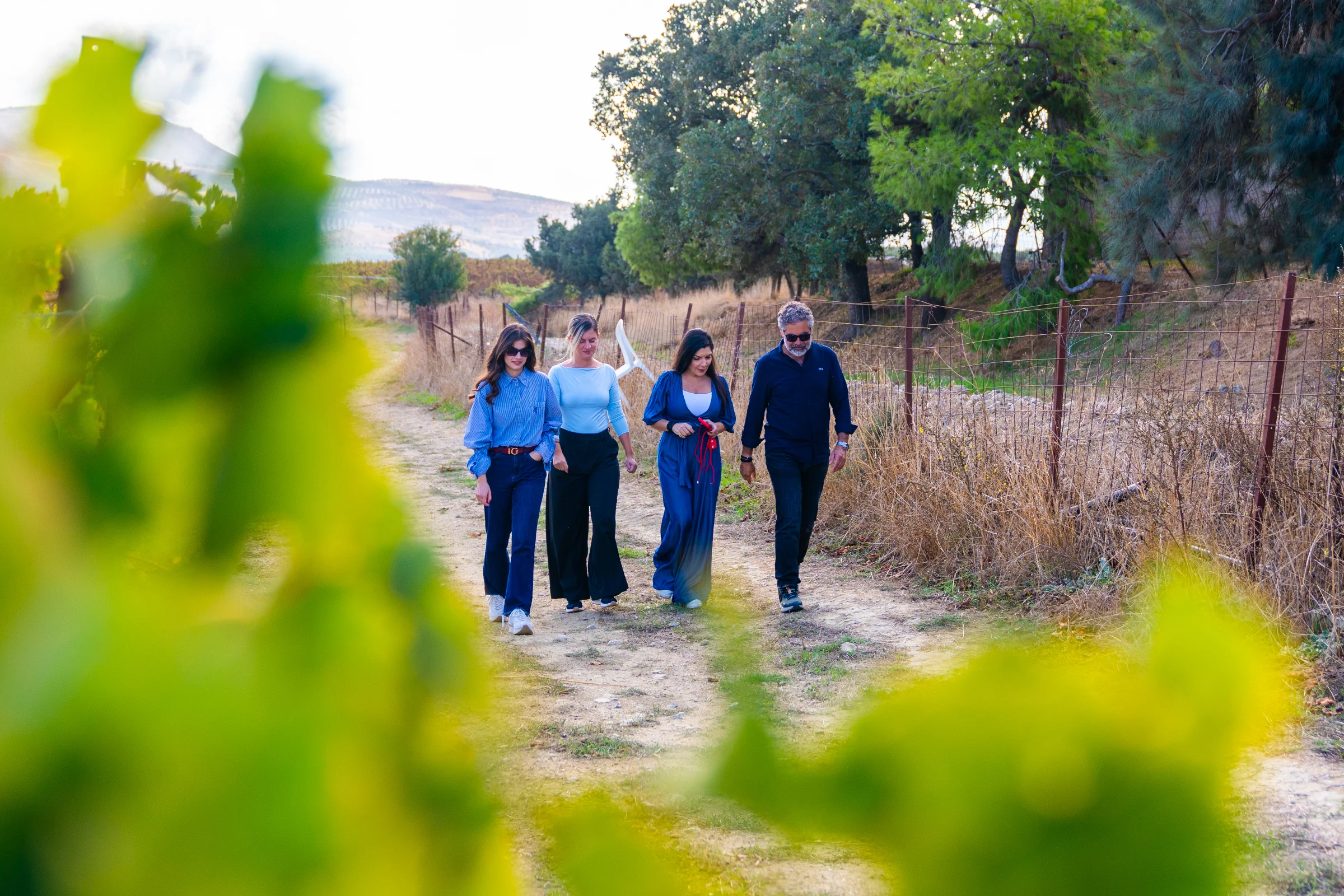 Vineyard rows at sunset in the Heraklion wine region, central Crete, with Psiloritis mountain in the distance