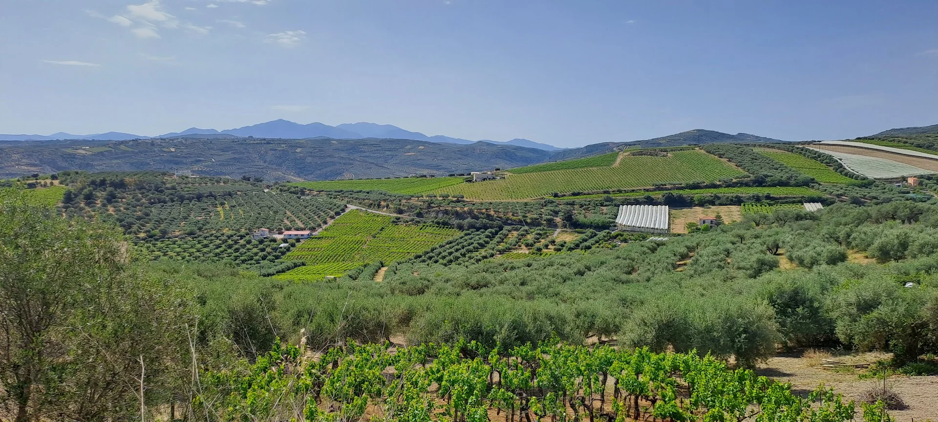 Cretan Wines & Spirits: The Island’s Essence in Heraklion